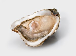Oysters From Loire