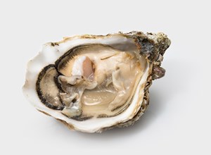 Oysters Speciale Geay