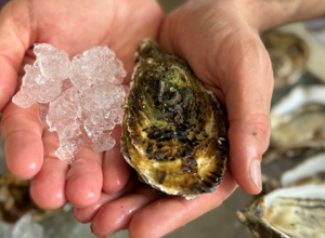 Ostriche a Natale: come sceglierle?