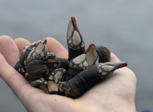 Cosa sono i percebes e come cucinarli?