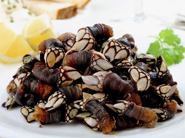 Percebes