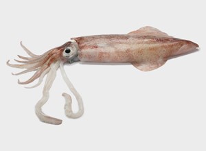 Fish market Squid