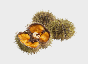 Fish market Riccio Verde Islandese