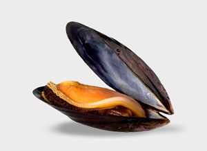 Fish market Mussels ”Bouchot”