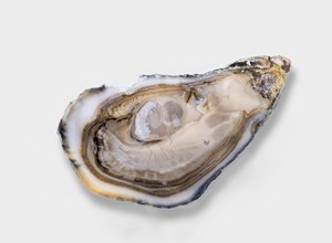 Oysters Eirè
