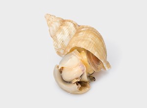 Fish market Cooked whelk