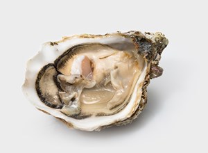 Oysters Tsarskaya