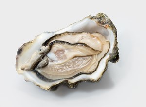 Oysters Spéciale Les Parcs de l'Imperatrice