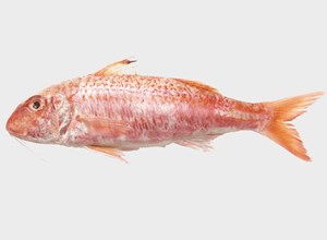 Fish market Striped red mullet