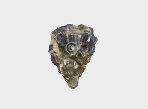 Oysters Ostriche Gillardeau