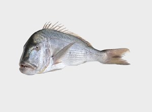 Fish market Common dentex