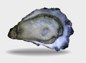 Oysters Fine de Claire Cocktail