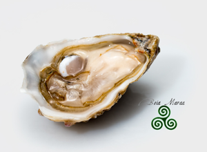 Oysters Ostriche Gillardeau