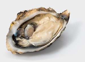 Oysters Bouzigues