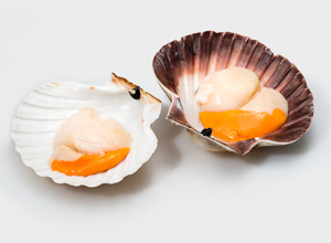 Fish market Scallops