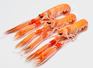 Fish market Irish Langoustines