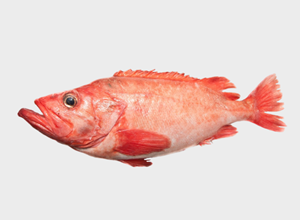 Fish market Redfish