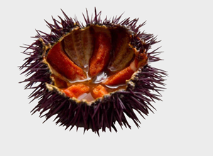 Fish market Sea urchins