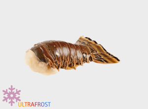 Ocean - Fit Tristan Lobster