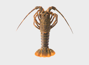 Fish market Tristan Lobster