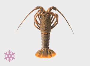 raw fish Tristan Lobster