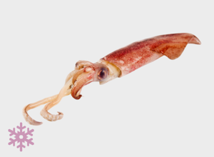 raw fish Squid