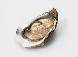Oysters Tentation