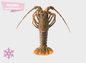 raw fish Tristan Lobster