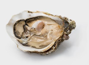 Oysters Muirgen