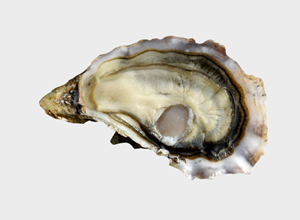 Oysters Super Speciale di Chironfils