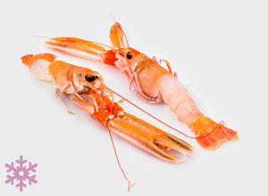 raw fish Langoustine