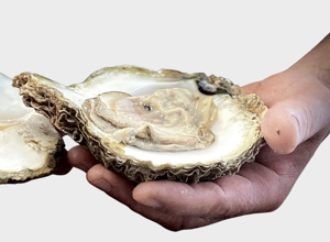 Oysters Pied de Cheval