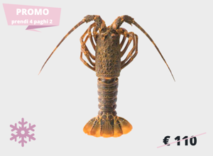 raw fish Tristan Lobster