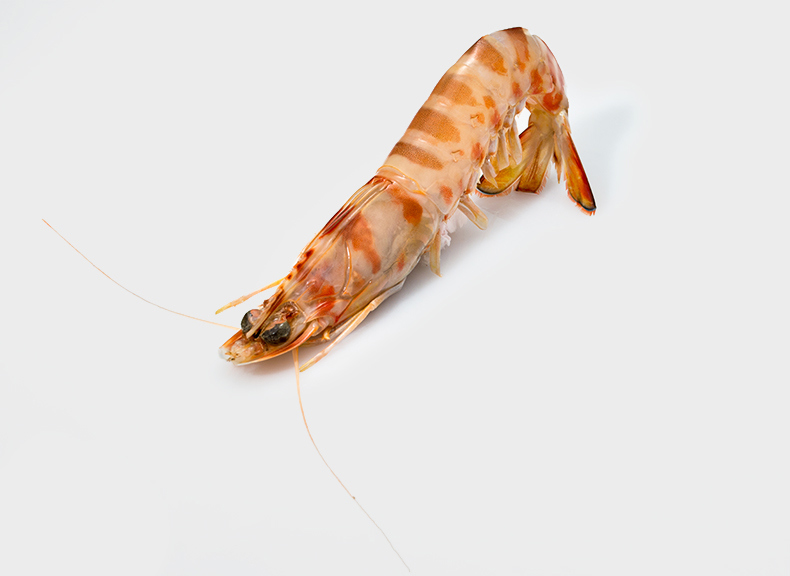 raw fish Mazzancolla tigrata