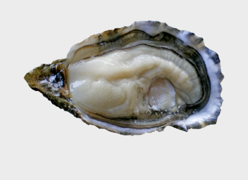 Oysters Pousse en Claire