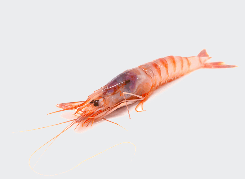 Fish market Tiger prawns 