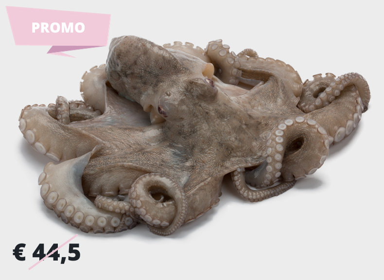 Fish market Octopus