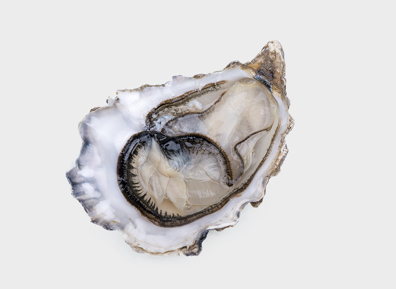 Oysters Fine de Claire