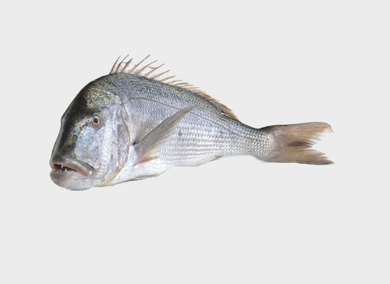 Fish market Common dentex