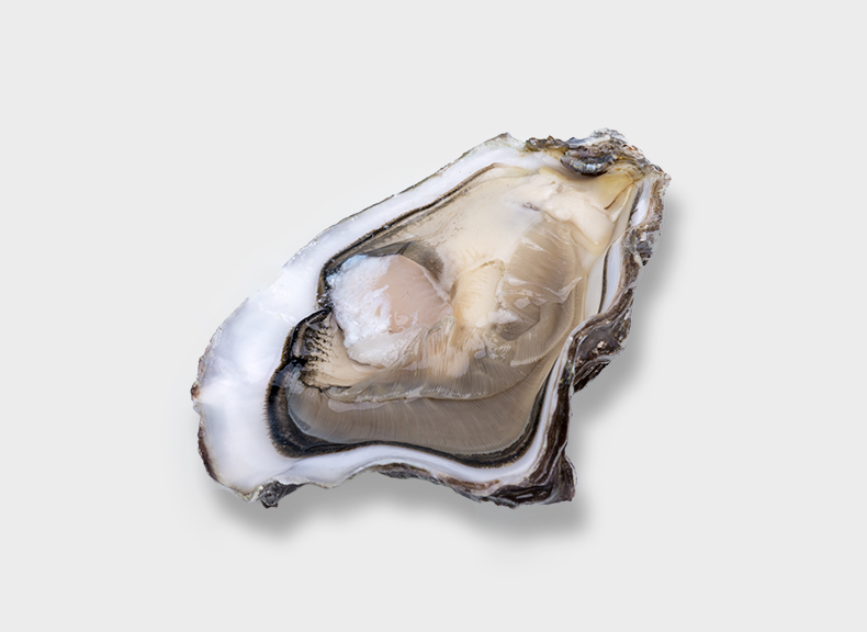Oysters Easy to open