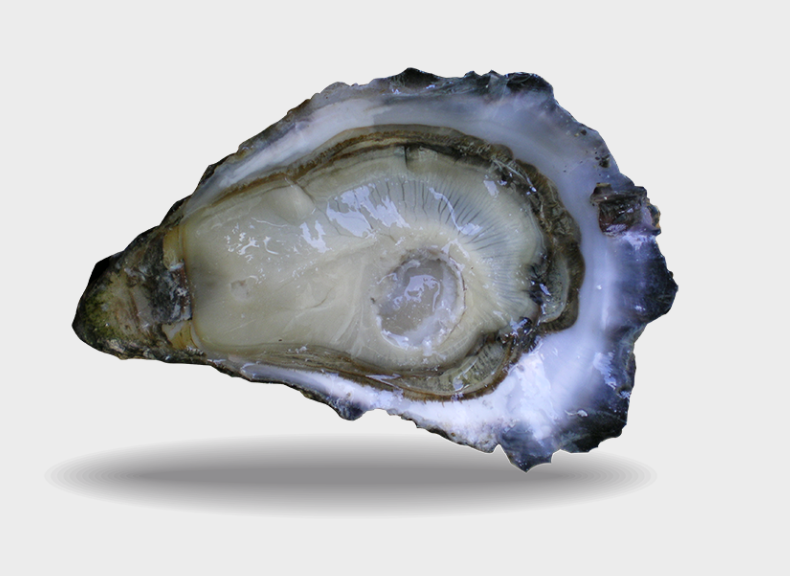Oysters Fine de Claire Cocktail