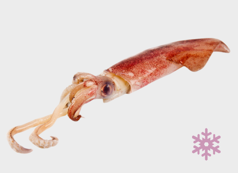 raw fish Squid