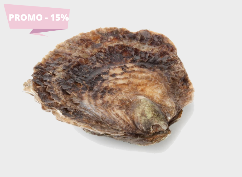 Oysters Belon Oysters