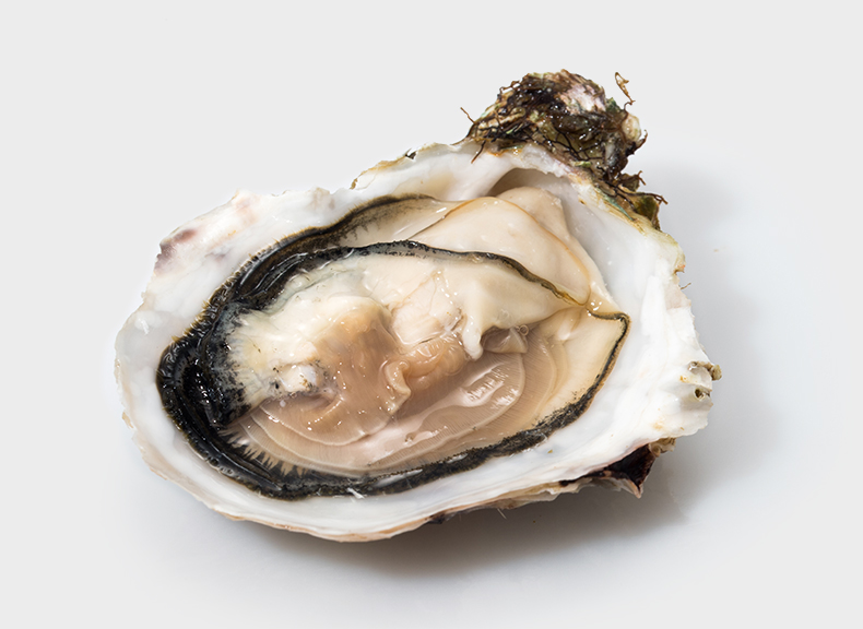 Oysters Prestige des Mers