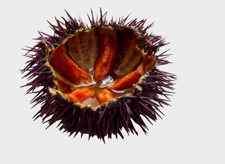 Fish market Sea urchins