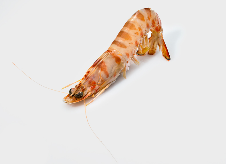 Fish market Tiger prawns 