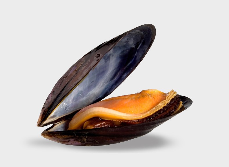 Fish market Irish Rope Mussel