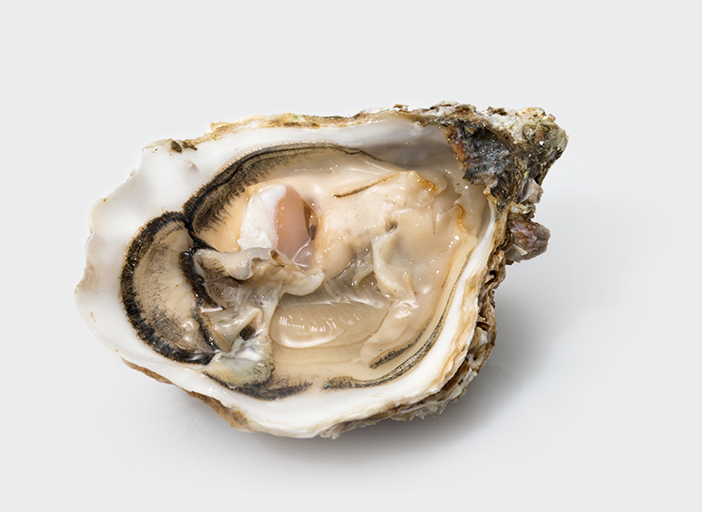 Oysters Ultime