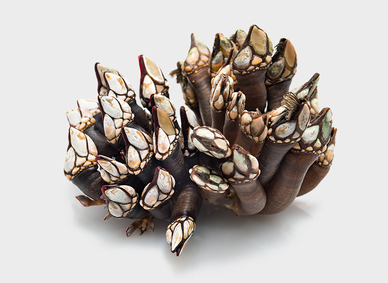 Fish market Percebes