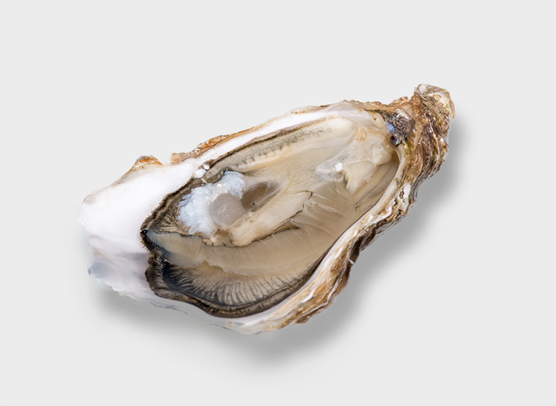 Oysters Legris